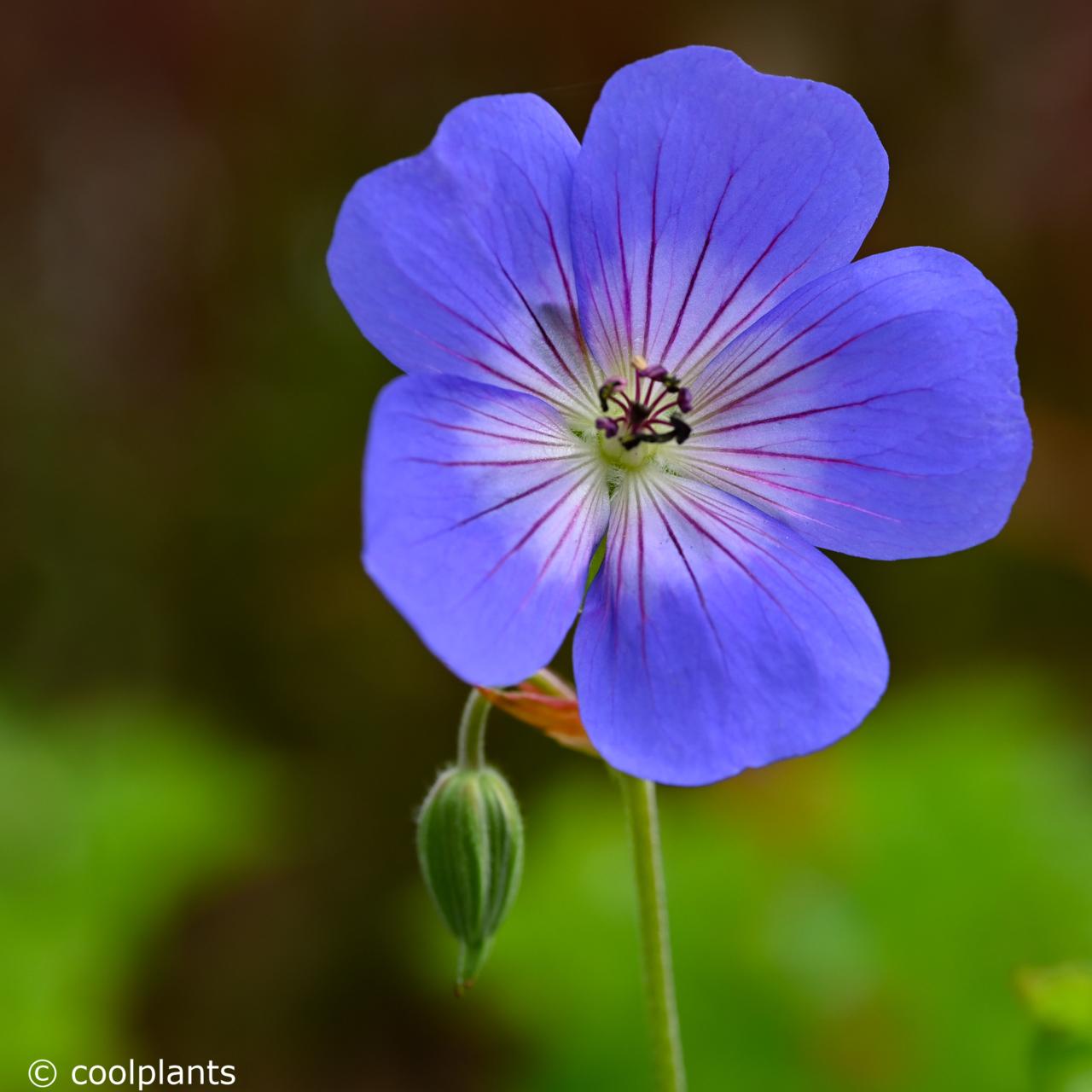 Geranium wallichianum 'All Summer Pleasure' plant