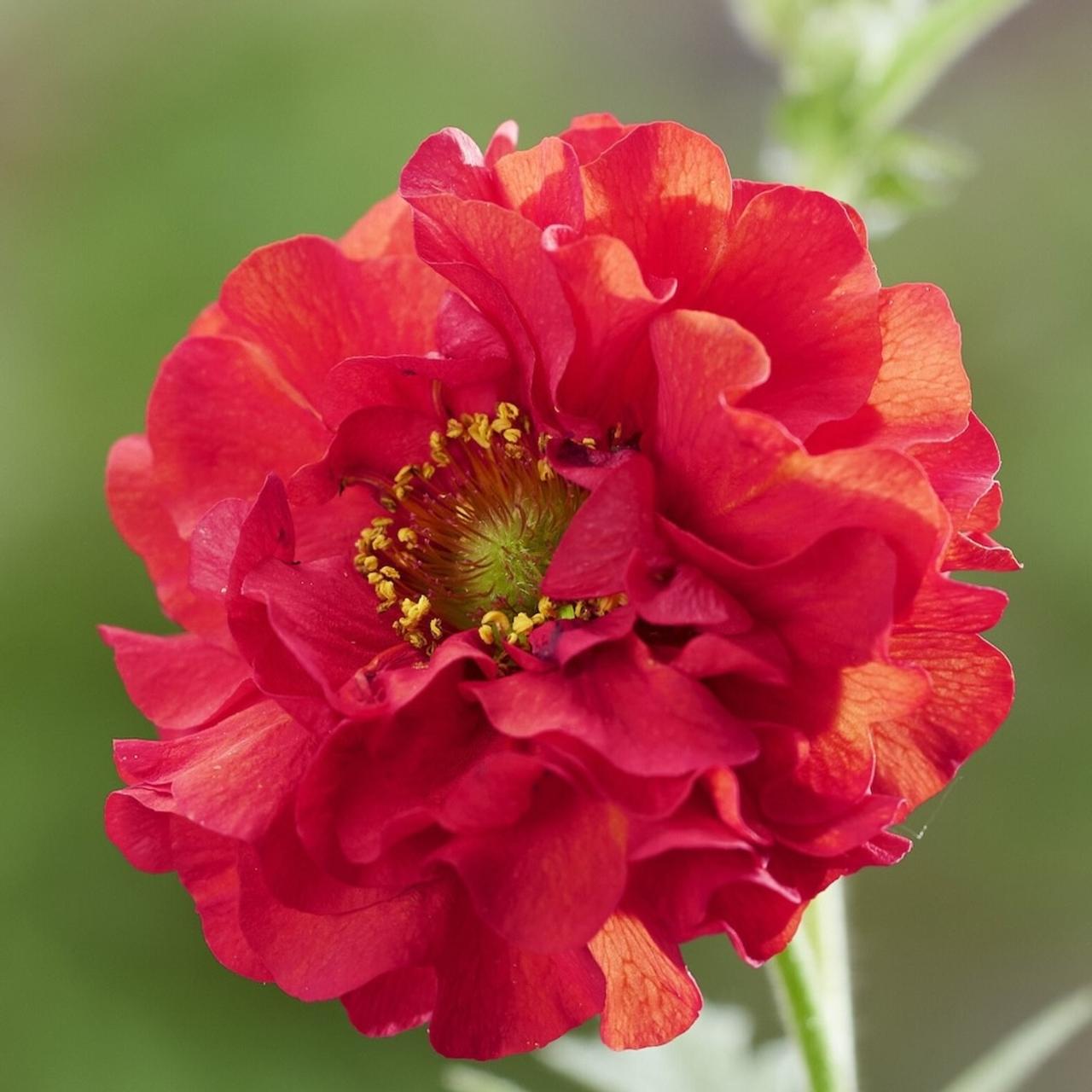 Geum 'Firestarter' plant