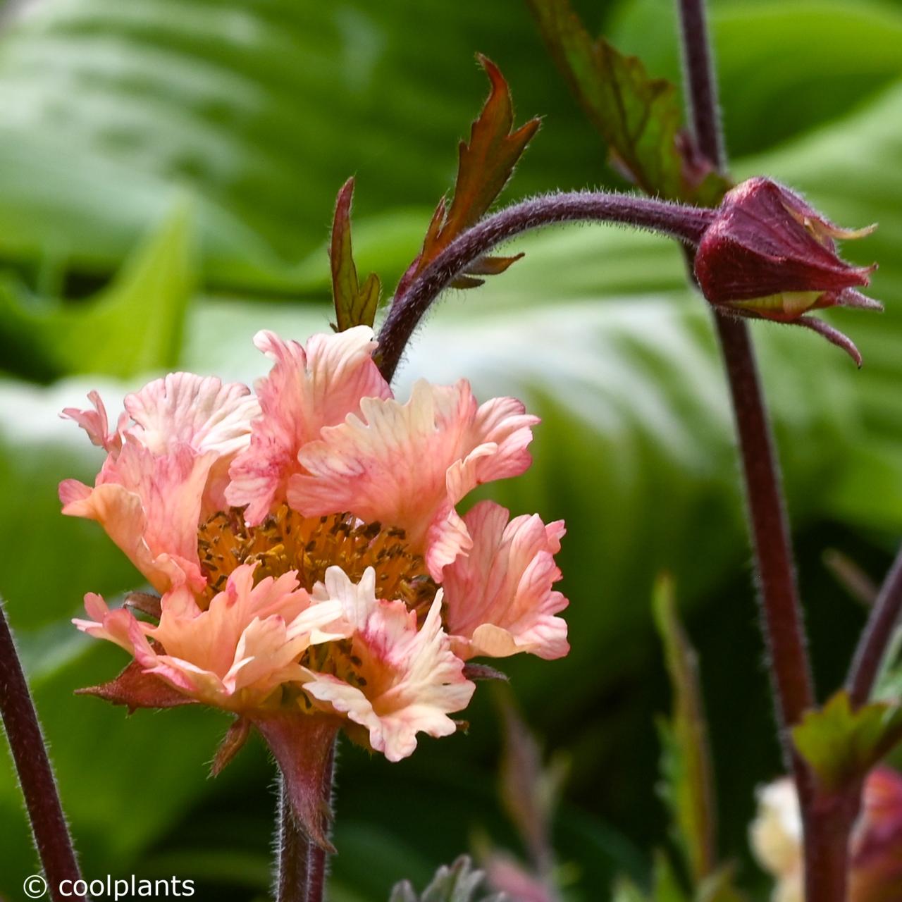 Geum 'Flames of Passion' plant