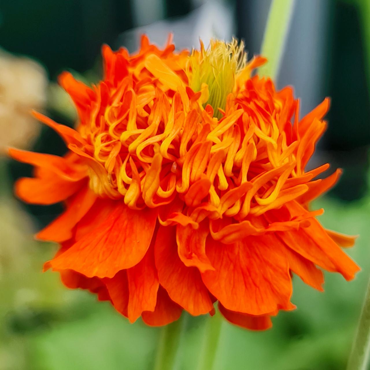 Geum 'Orange Pumpkin' plant