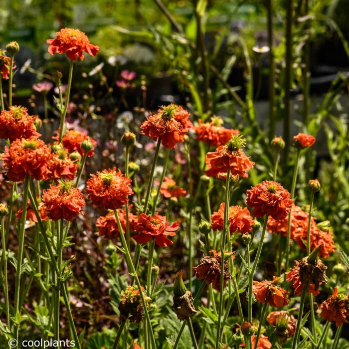 Geum 'Orange Pumpkin' plant