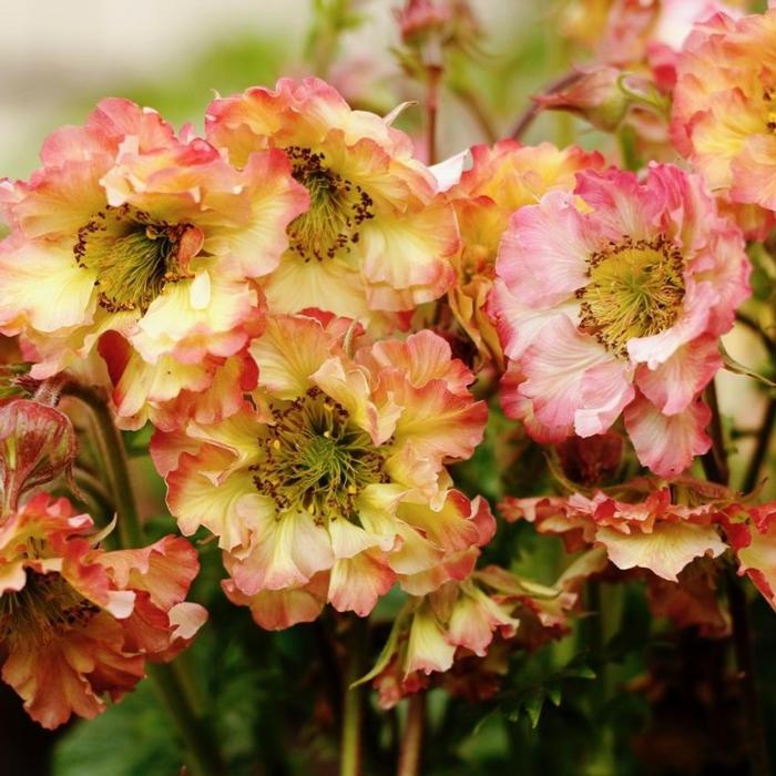 Geum 'Pretticoats Peach' plant