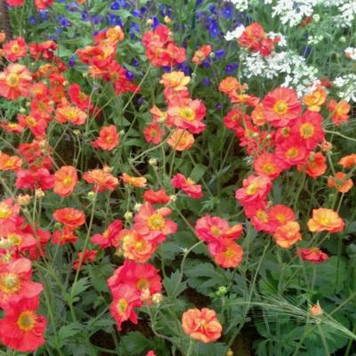 geum-scarlet-tempest