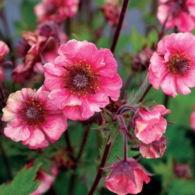 geum-tempo-rose