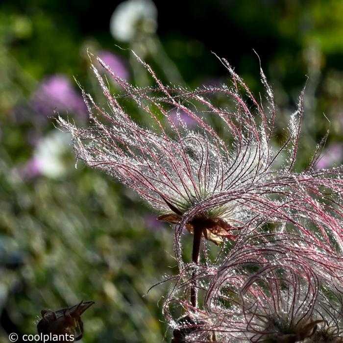 Geum triflorum JS 'Peace Pipe' plant