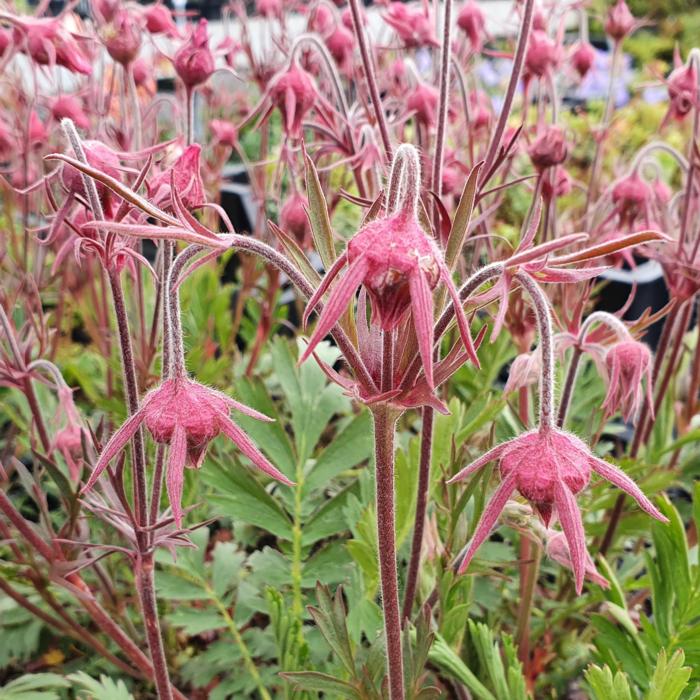 Geum triflorum JS 'Peace Pipe' plant