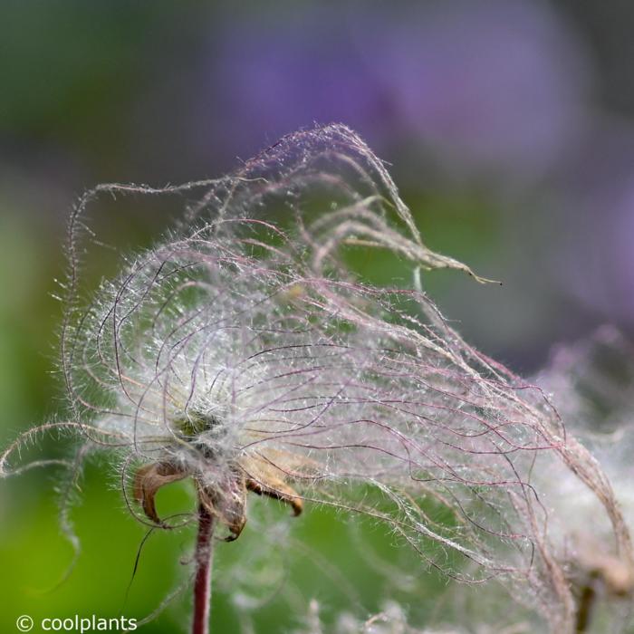 Geum triflorum plant