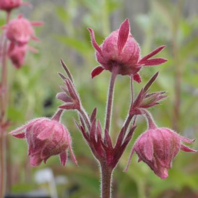 geum-triflorum