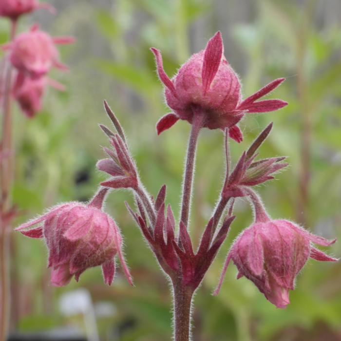 Geum triflorum plant