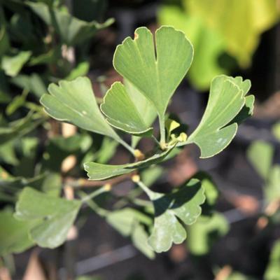 ginkgo-biloba-fastigiata-blagon