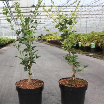 ginkgo-biloba-menhir