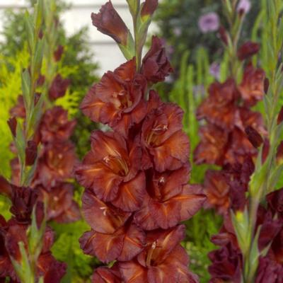 gladiolus-chocolate