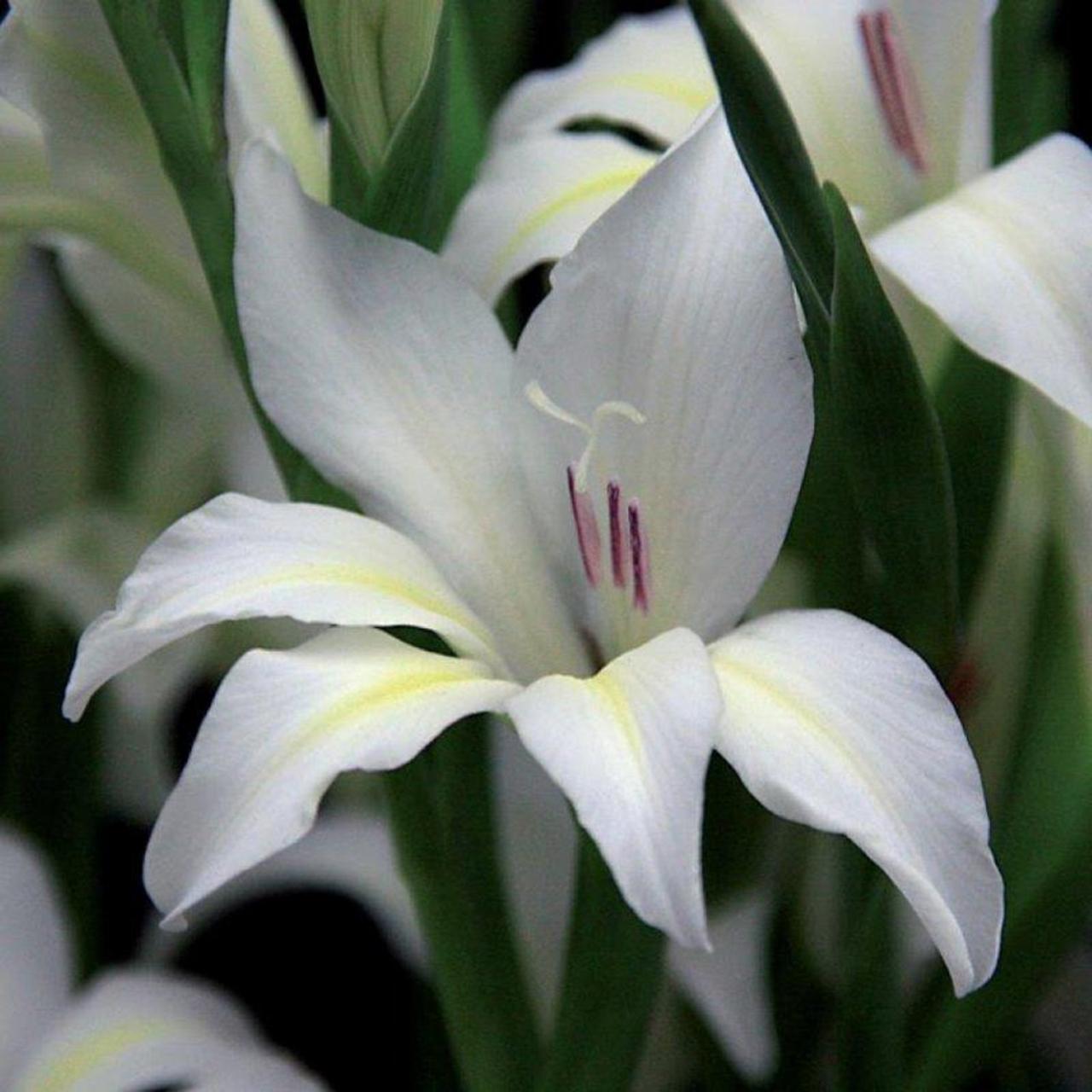 Gladiolus colvillei 'Albus' plant