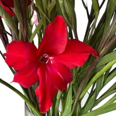 gladiolus-colvillei-red-drizzle