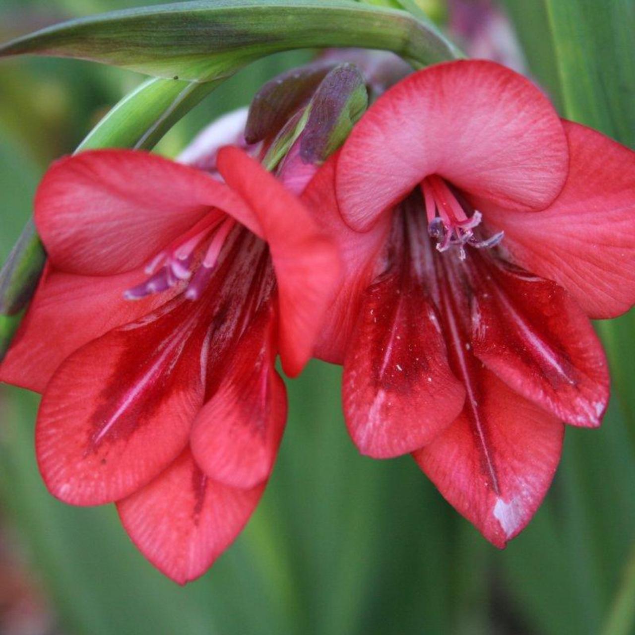Gladiolus flanaganii plant