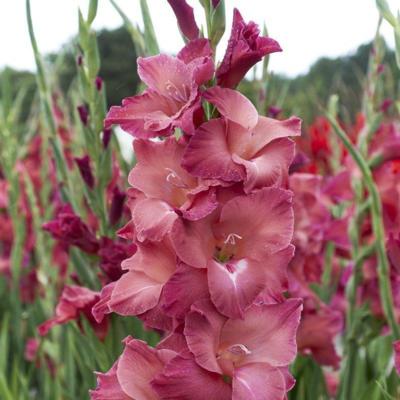 gladiolus-indian-summer