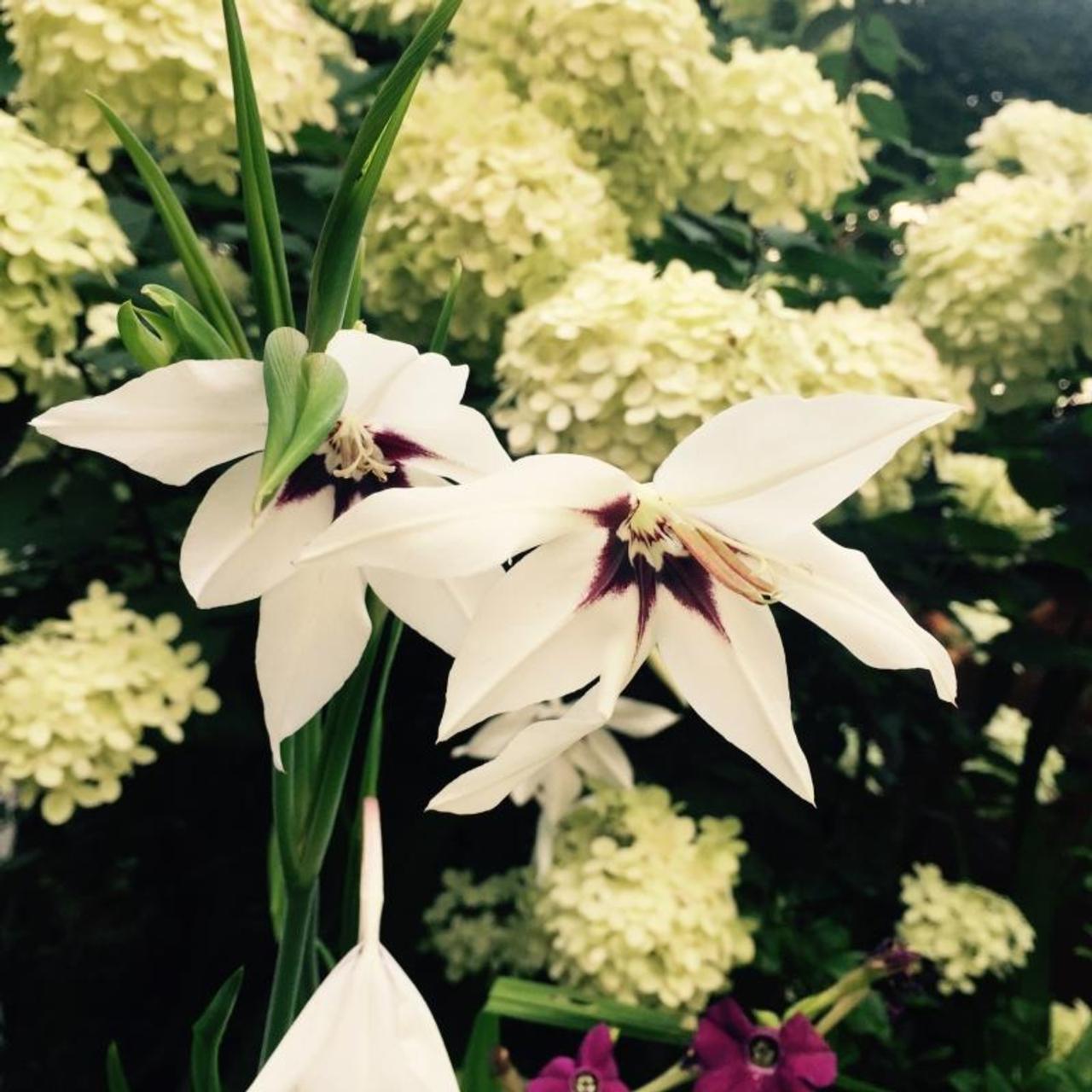 Gladiolus murielae plant