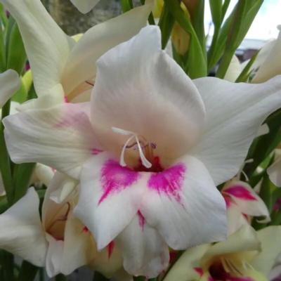 gladiolus-nanus-carine