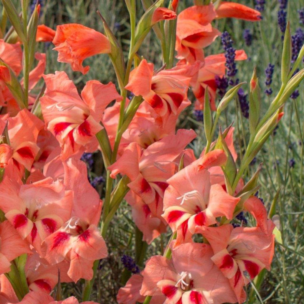 Gladiolus nanus 'Nathalie'  plant