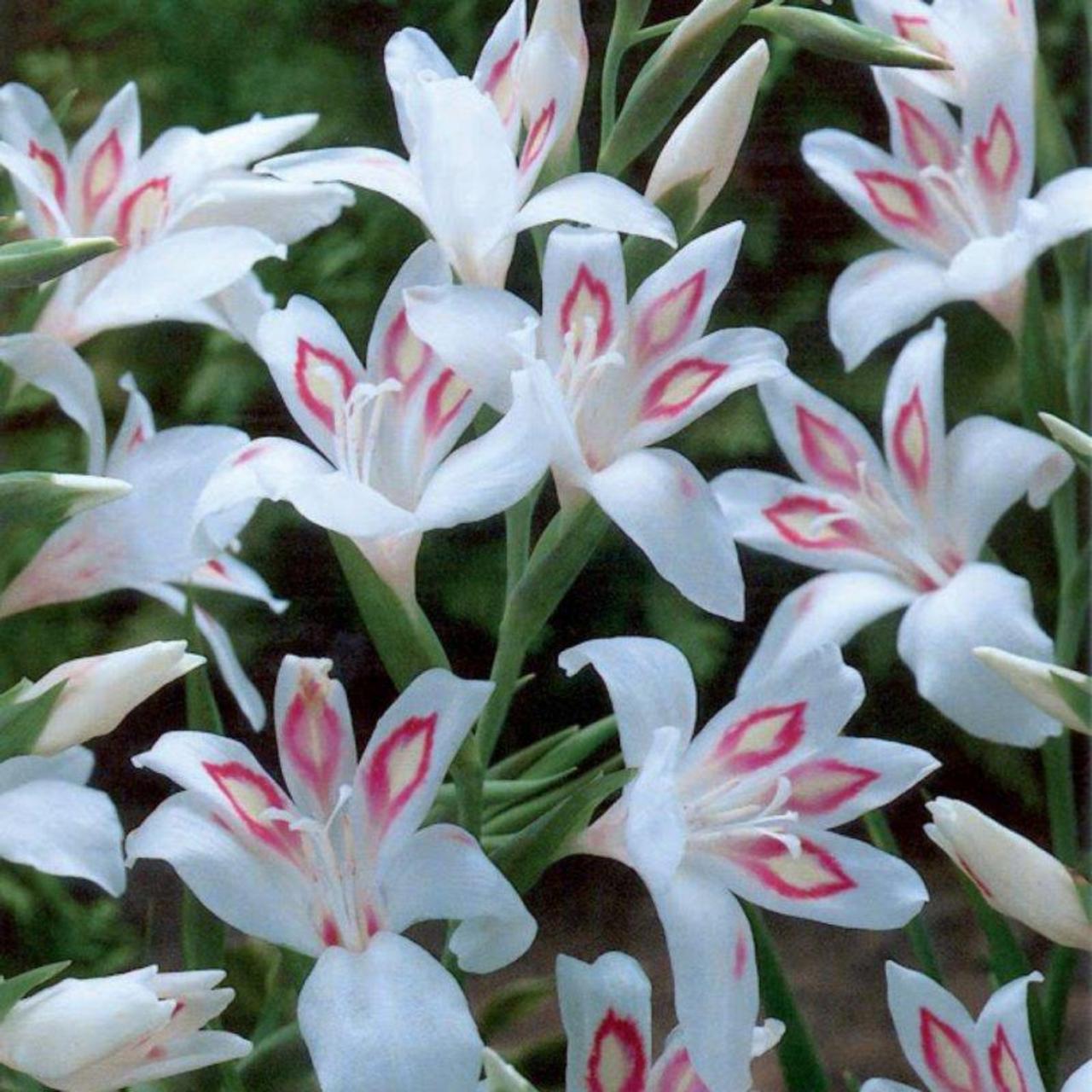 Gladiolus nanus 'Nymph' plant