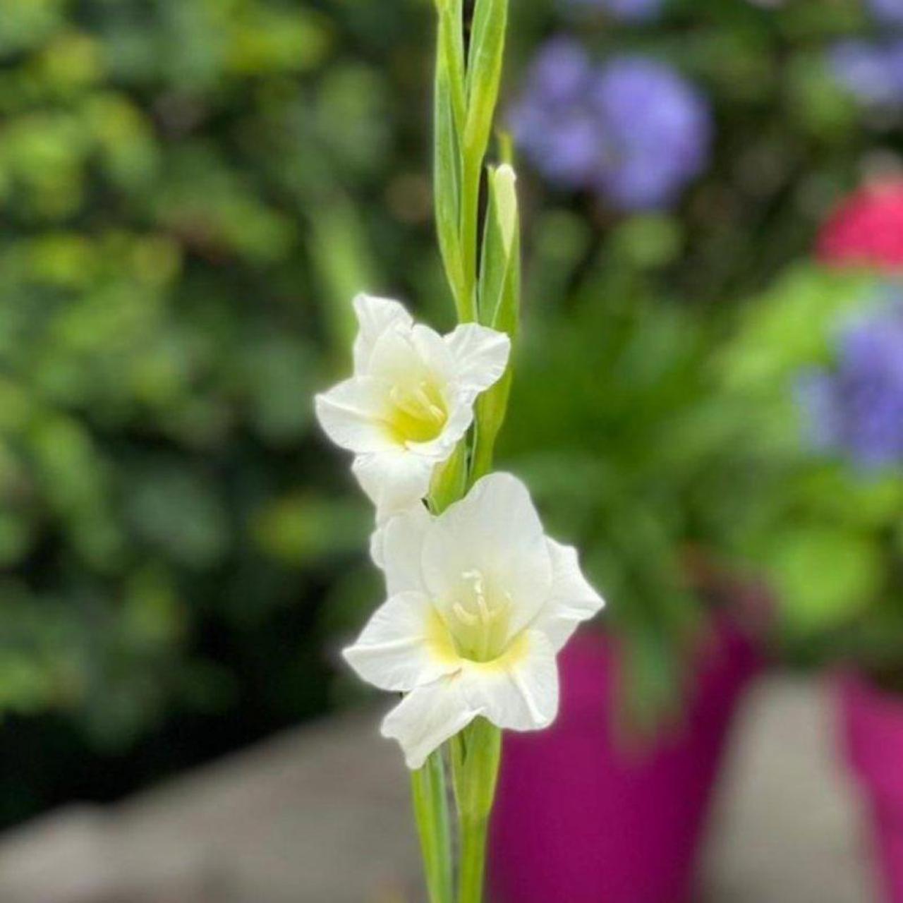 Gladiolus nanus 'Summer Bride' plant