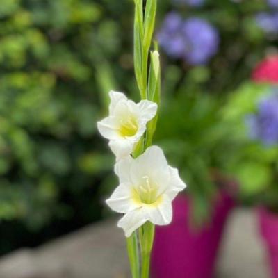 gladiolus-nanus-summer-bride