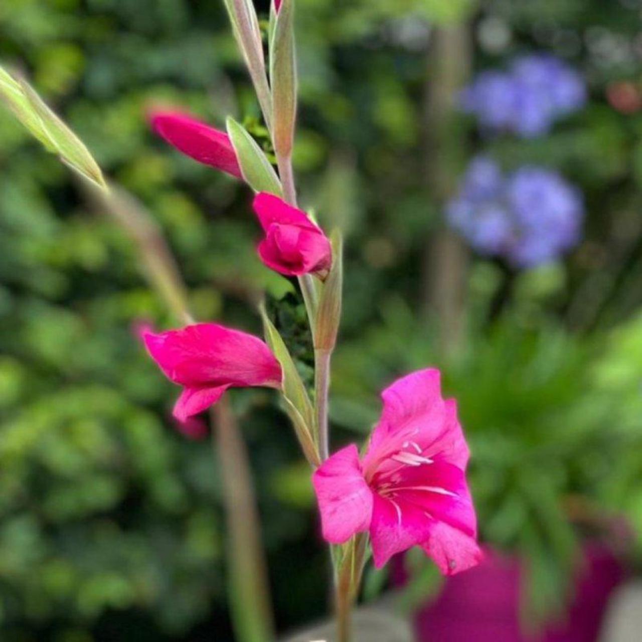 Gladiolus nanus 'Summer Jewel' plant