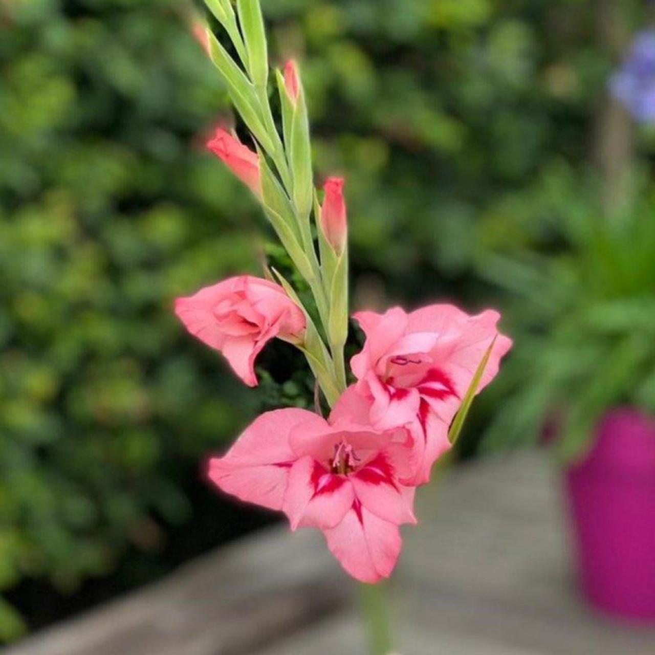 Gladiolus nanus 'Summer Love' plant