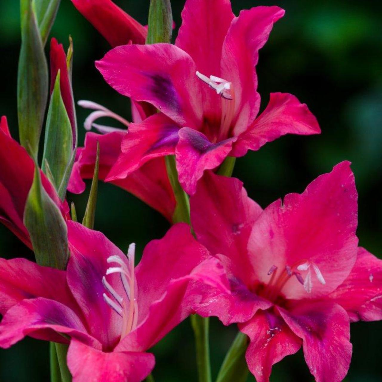 Gladiolus nanus 'Vulcano' plant