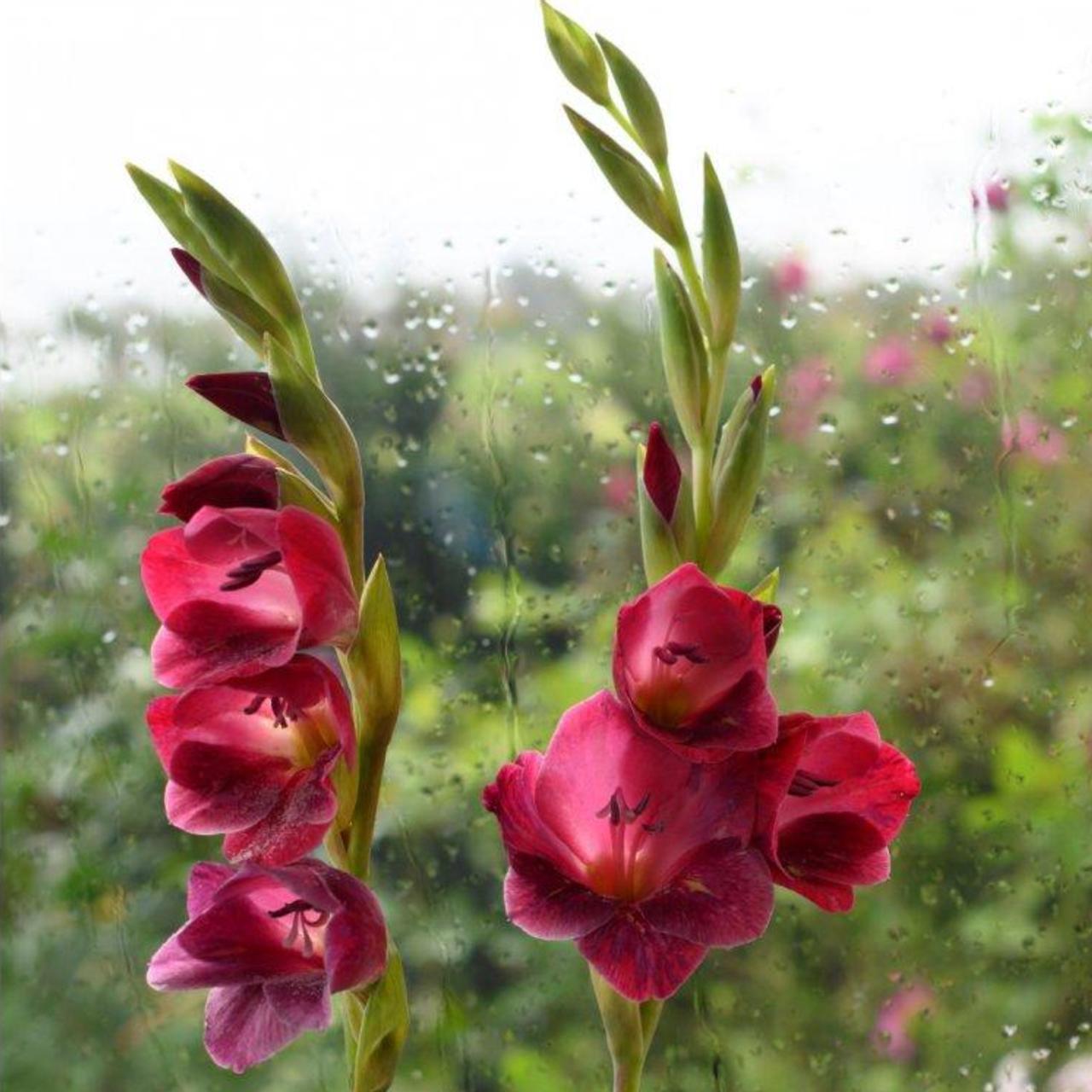 Gladiolus papilio 'Ruby' plant