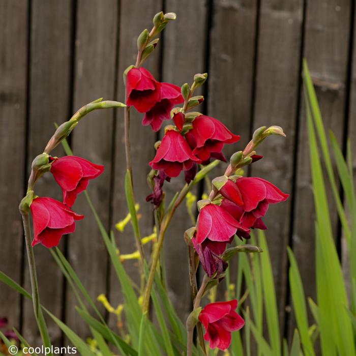 Gladiolus papilio 'Ruby' plant