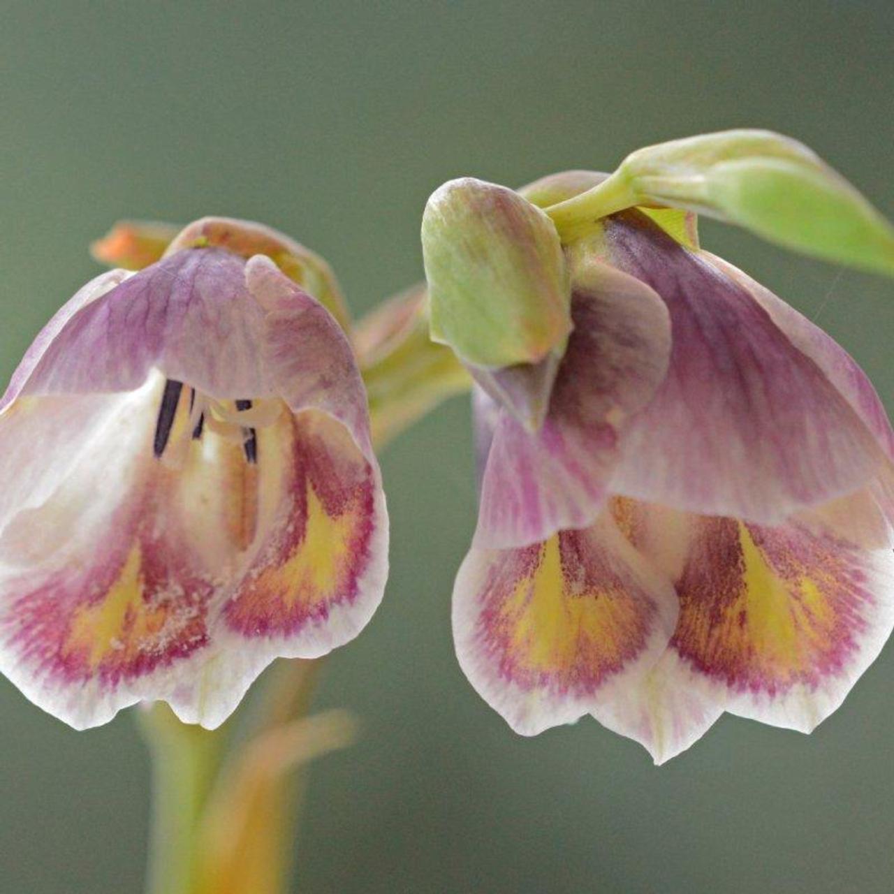 Gladiolus papilio plant