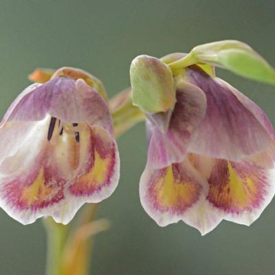 gladiolus-papilio