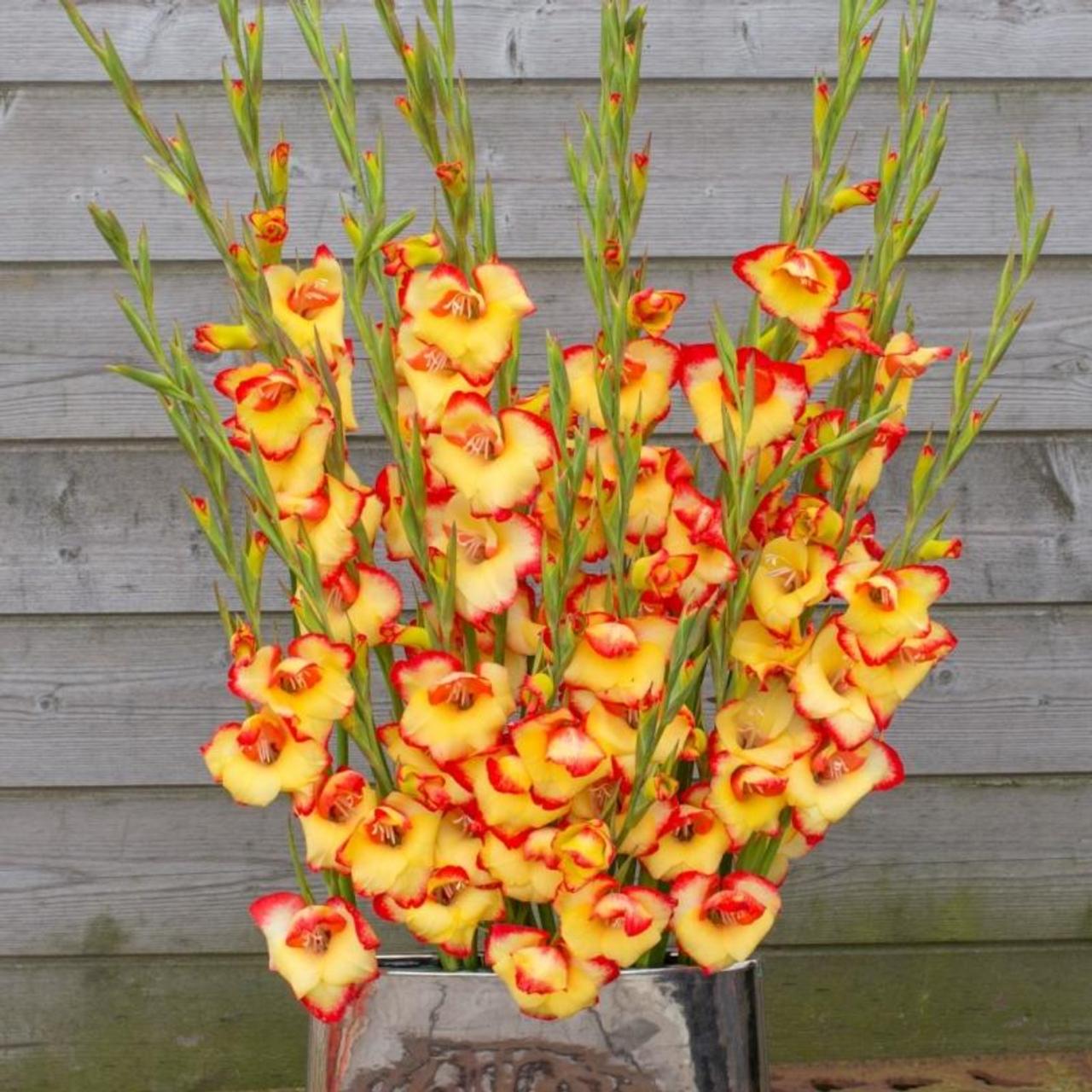 gladiolus-primulinus-las-vegas Gladiolus primulinus 'Las Vegas' plant