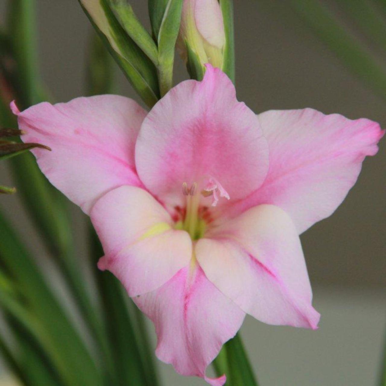 Gladiolus tubergenii 'Charming Lady' plant