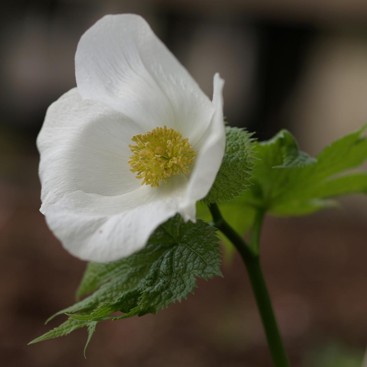 Glaucidium palmatum var. leucanthum plant