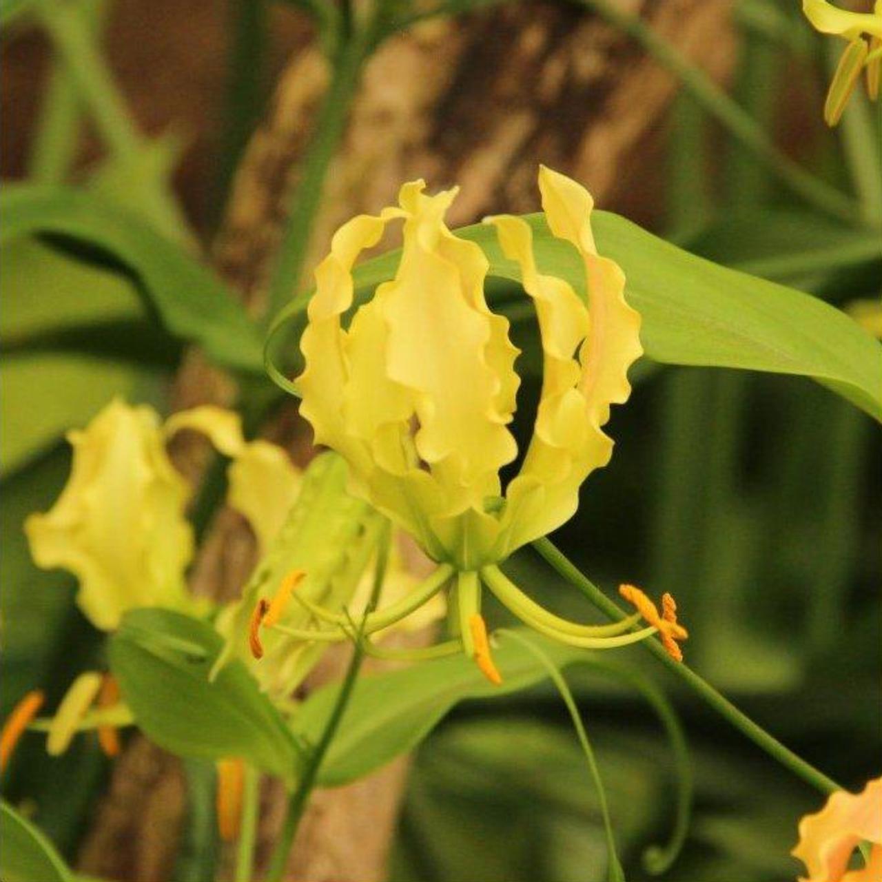 Gloriosa 'Lutea' plant