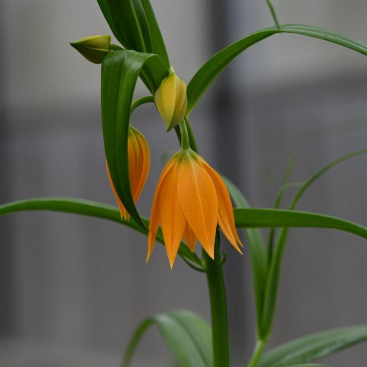 Gloriosa modesta plant