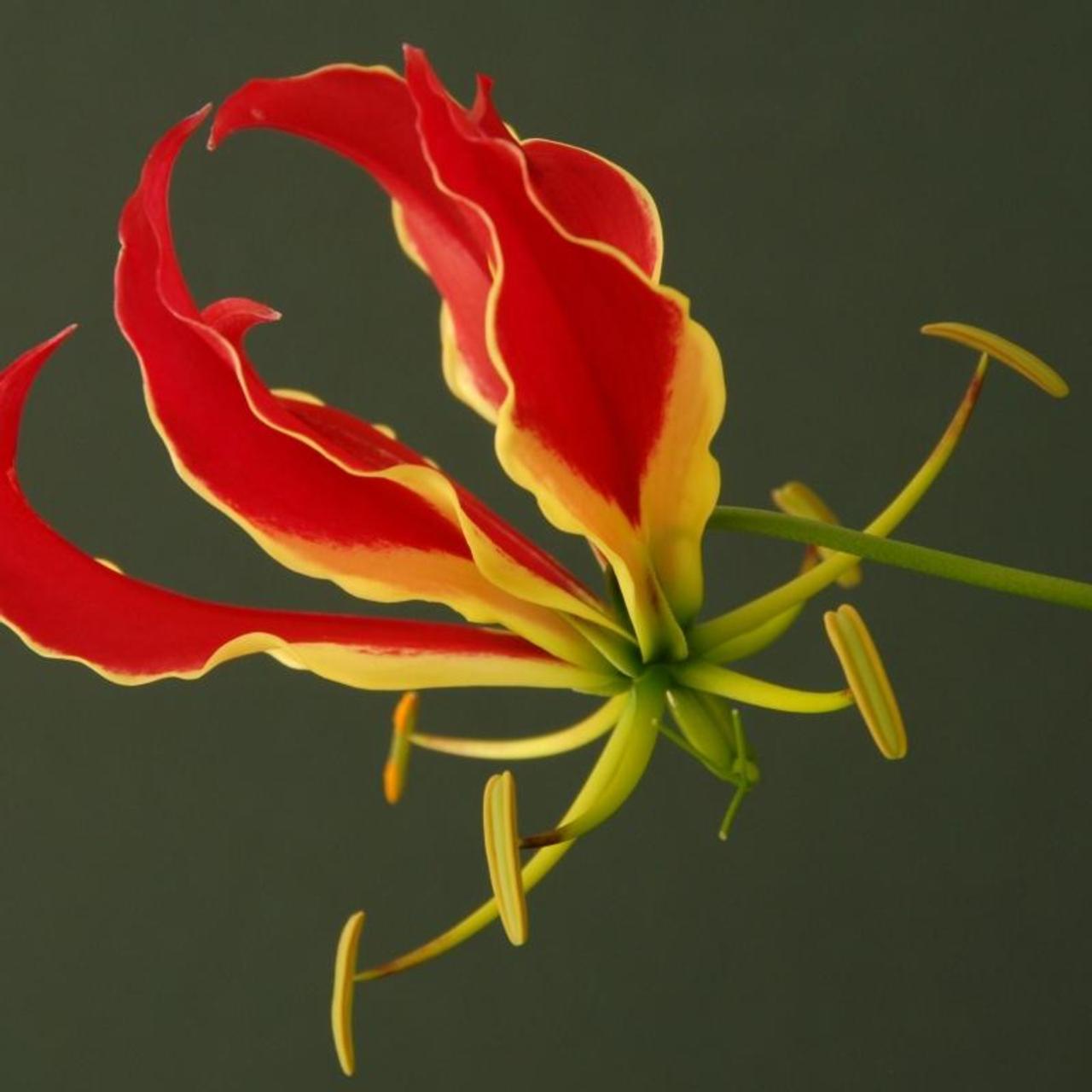 Gloriosa 'Rothschildiana' plant