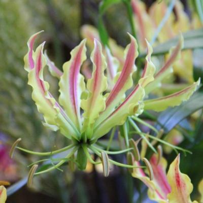 gloriosa-sparkling-stripe