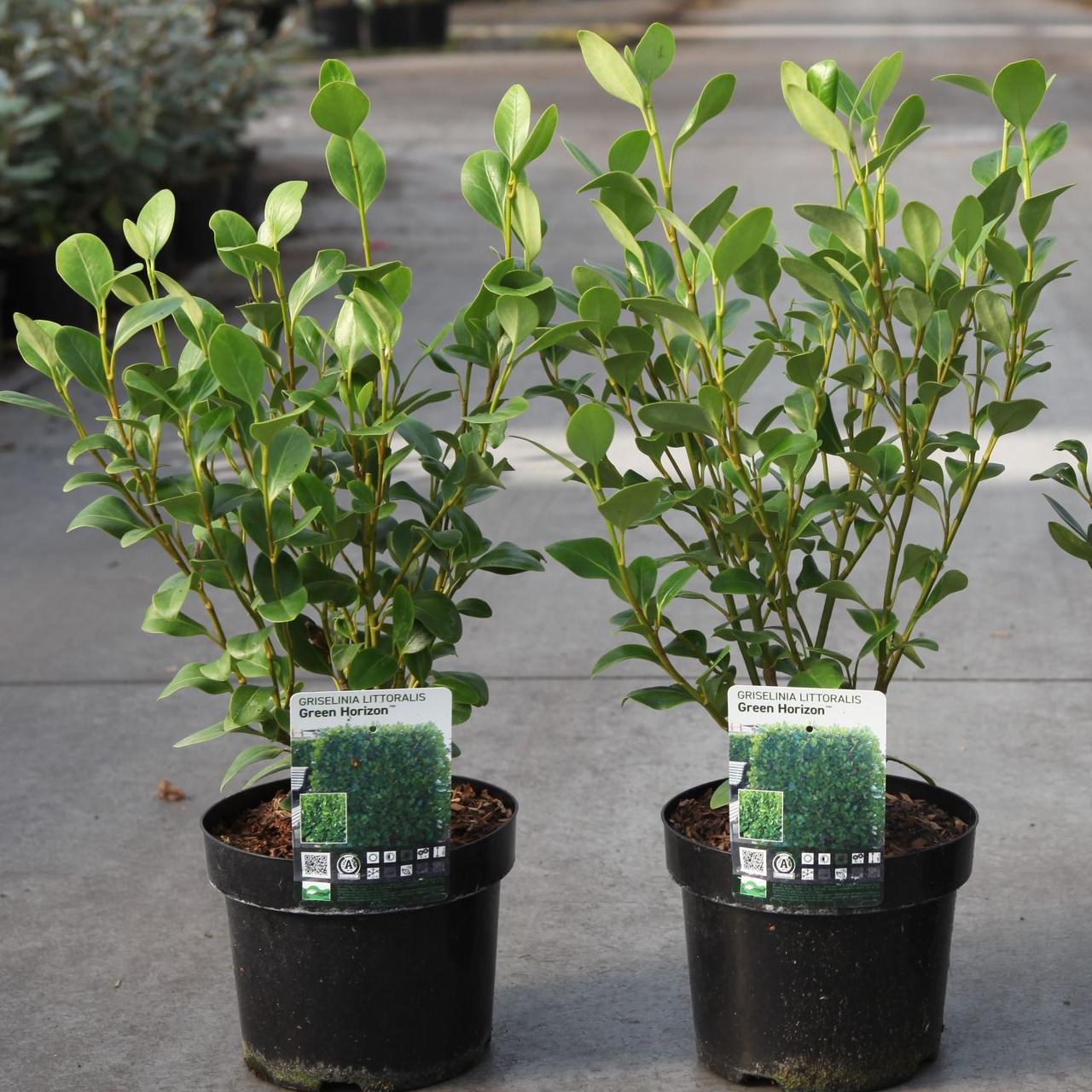 Griselinia littoralis GREEN HORIZON plant