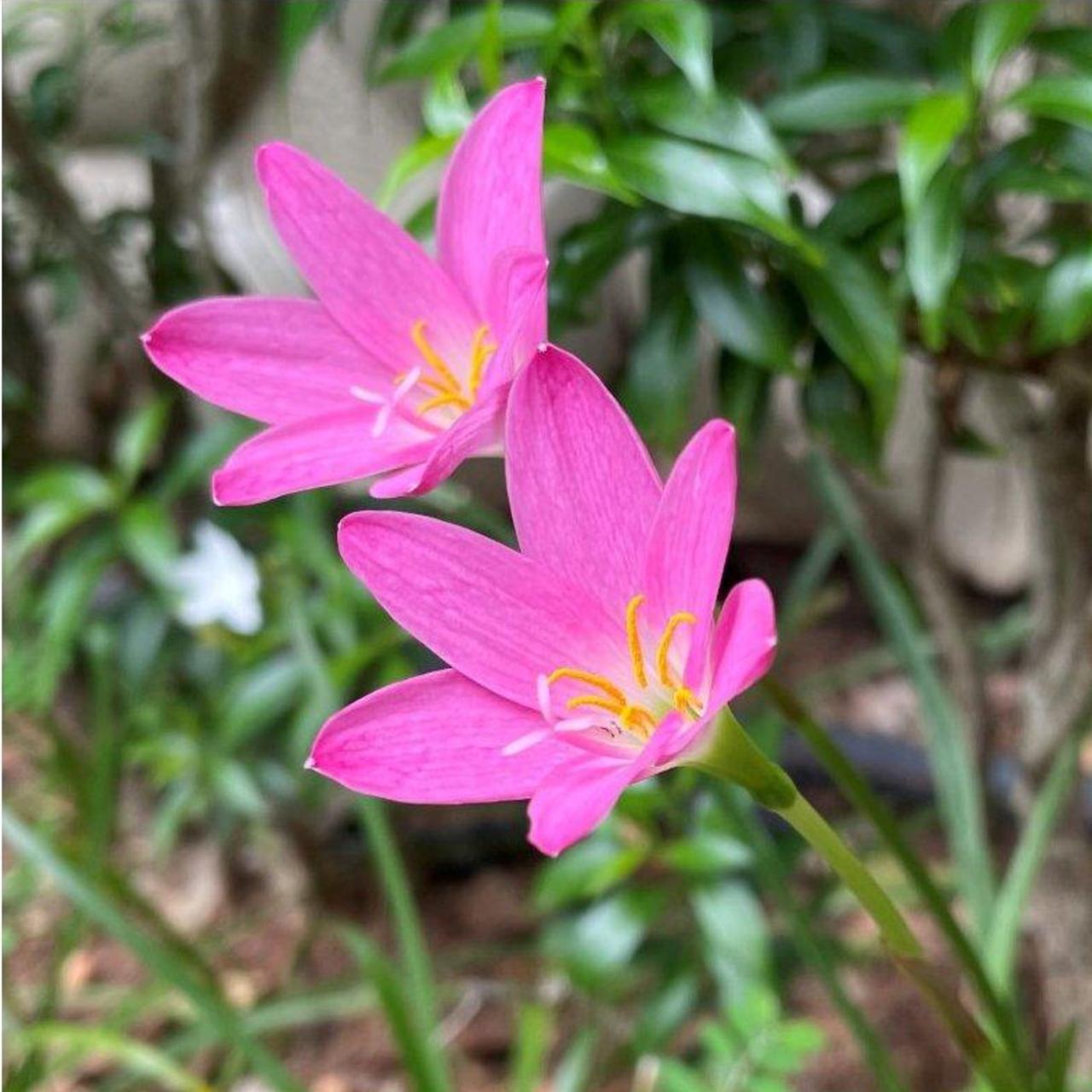 Habranthus robustus plant