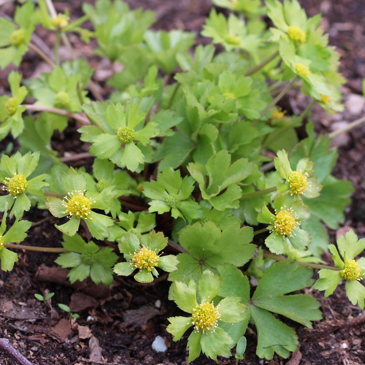 Hacquetia epipactis plant