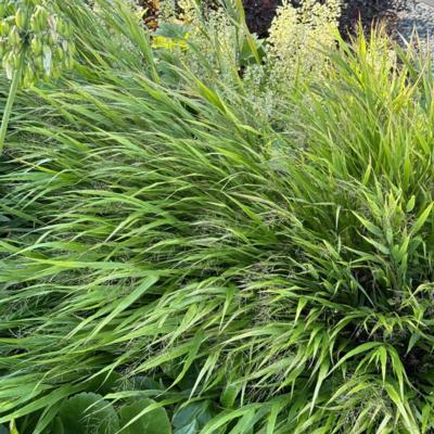 hakonechloa-macra