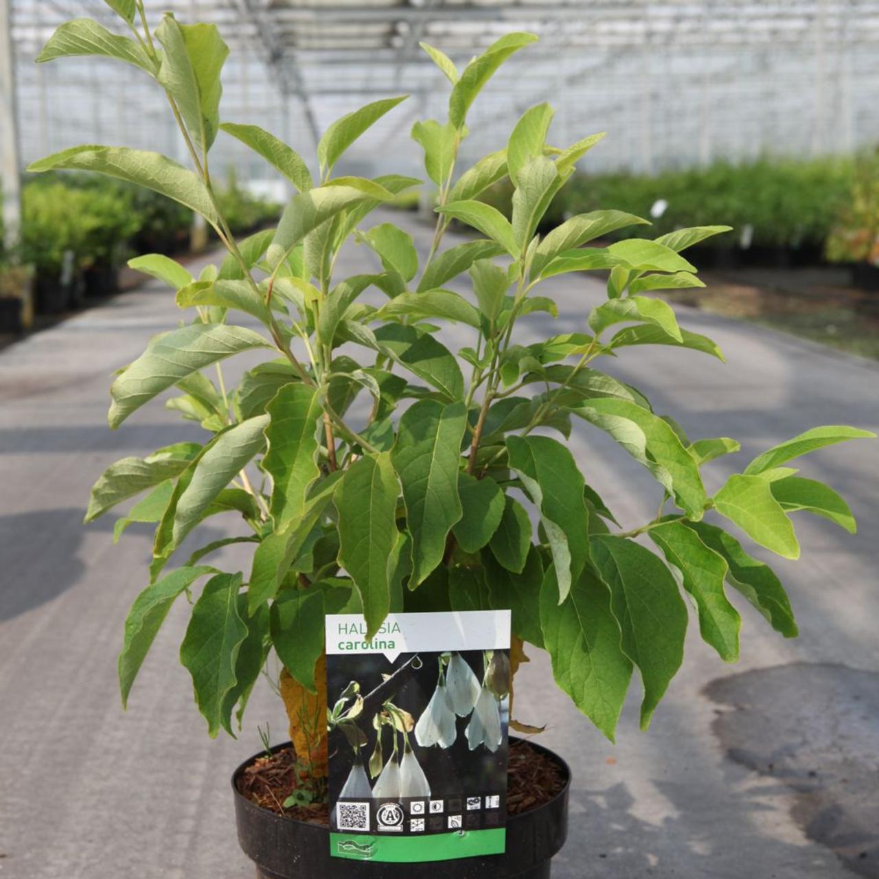 Halesia carolina plant