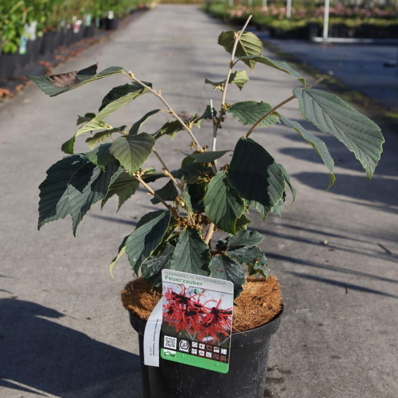 Hamamelis interm. 'Feuerzauber' plant