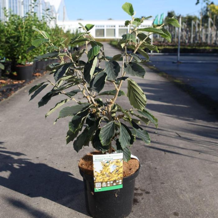 Hamamelis x intermedia 'Arnold Promise' plant