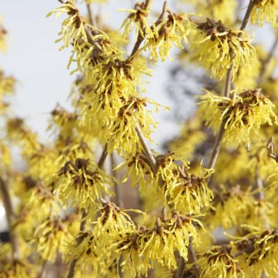 hamamelis-intermedia-arnold-promise