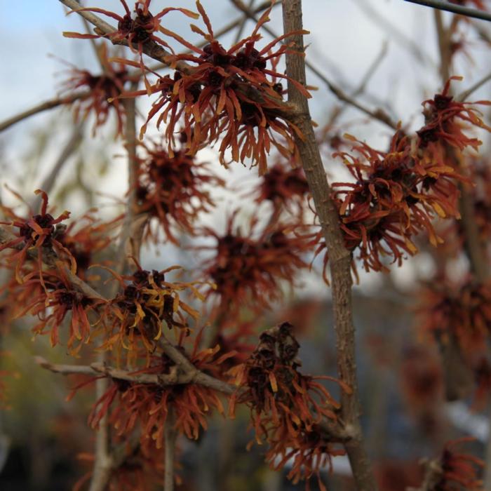 Hamamelis x intermedia 'Jelena' plant