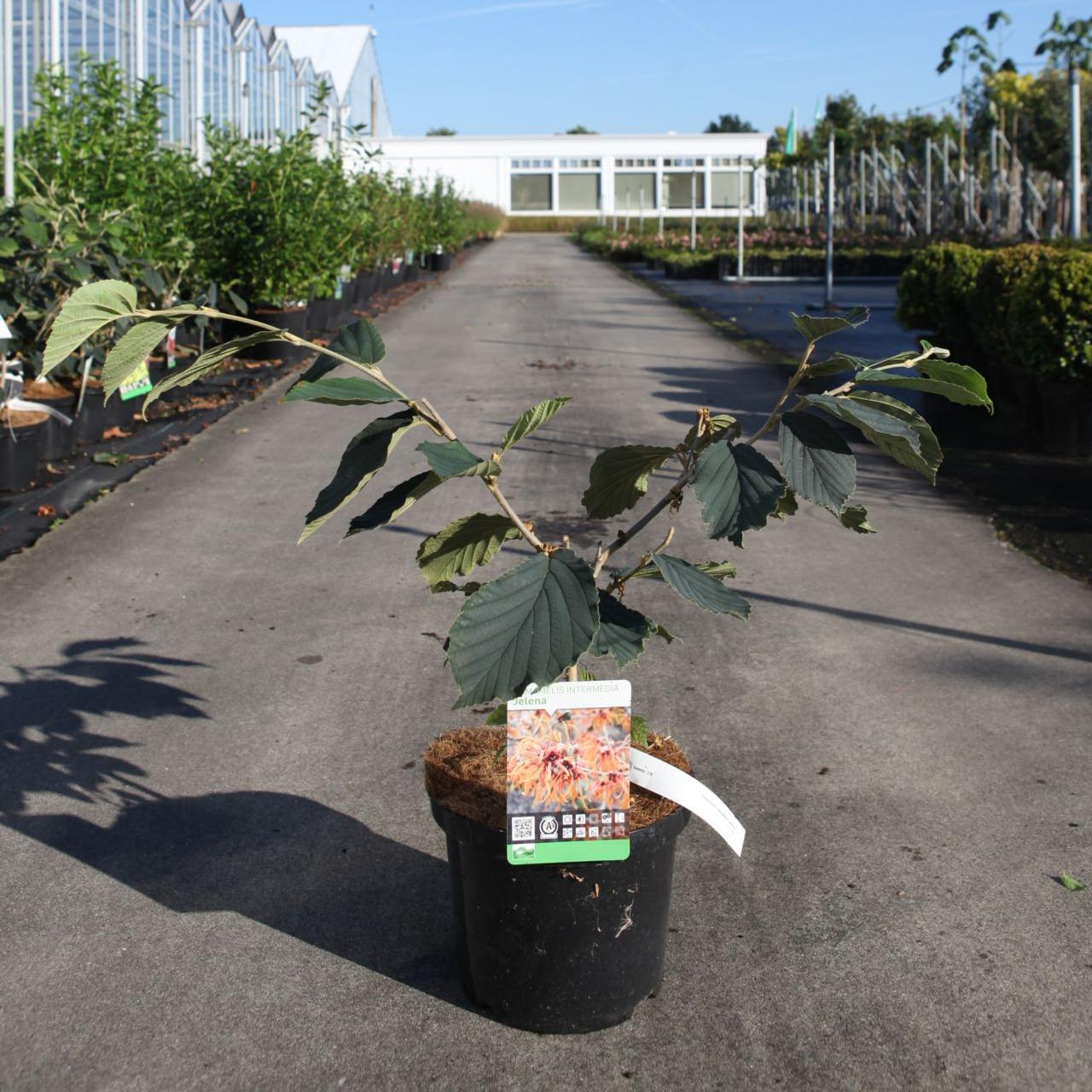 Hamamelis X Intermedia Jelena Buy Plants At Coolplants Hamamelis X Intermedia Jelena Buy Plants At Coolplants